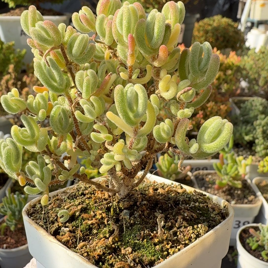 A792橙叶白锦带黄头