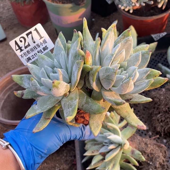 271号赛琳娜多肉植物