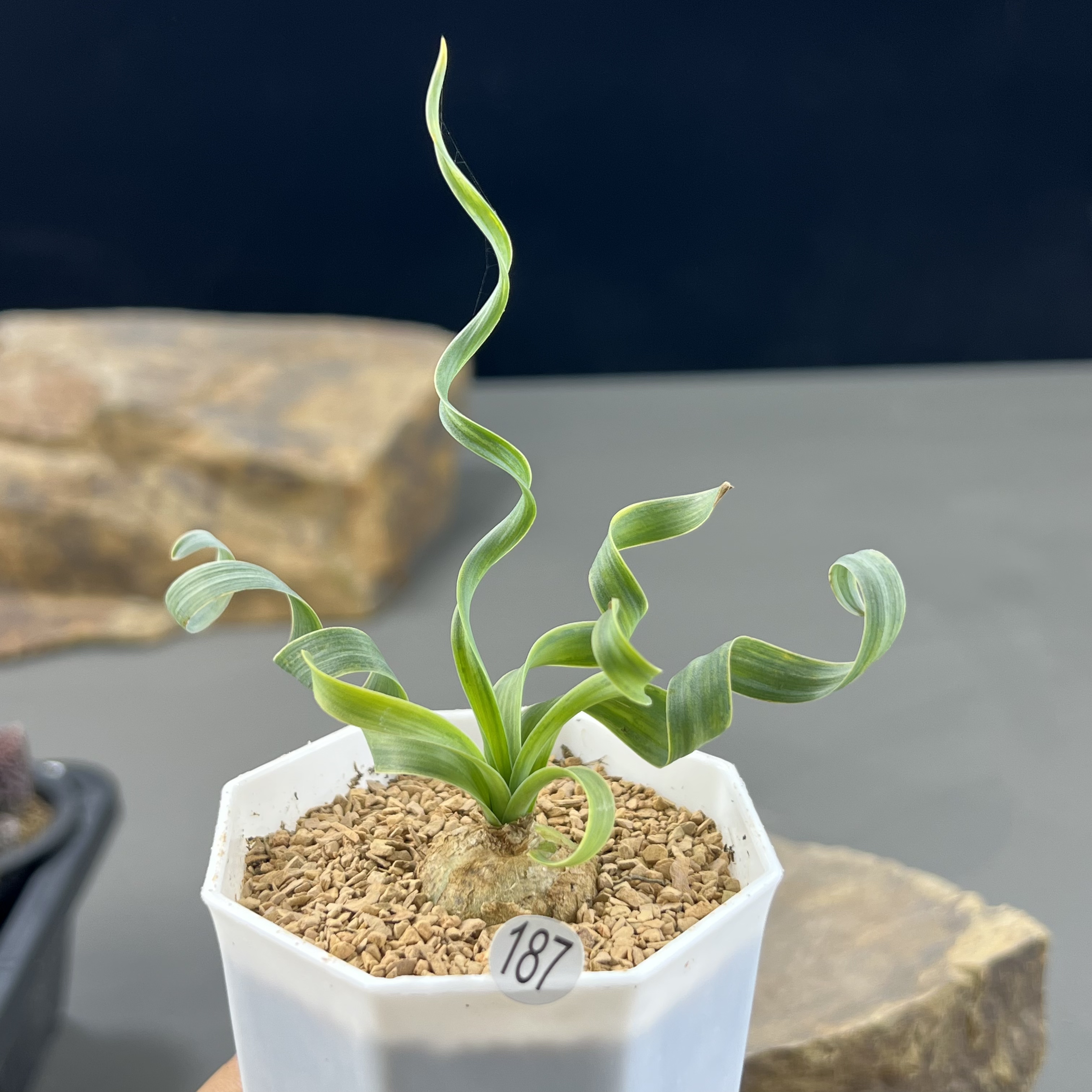 宽弹簧草一物一拍187