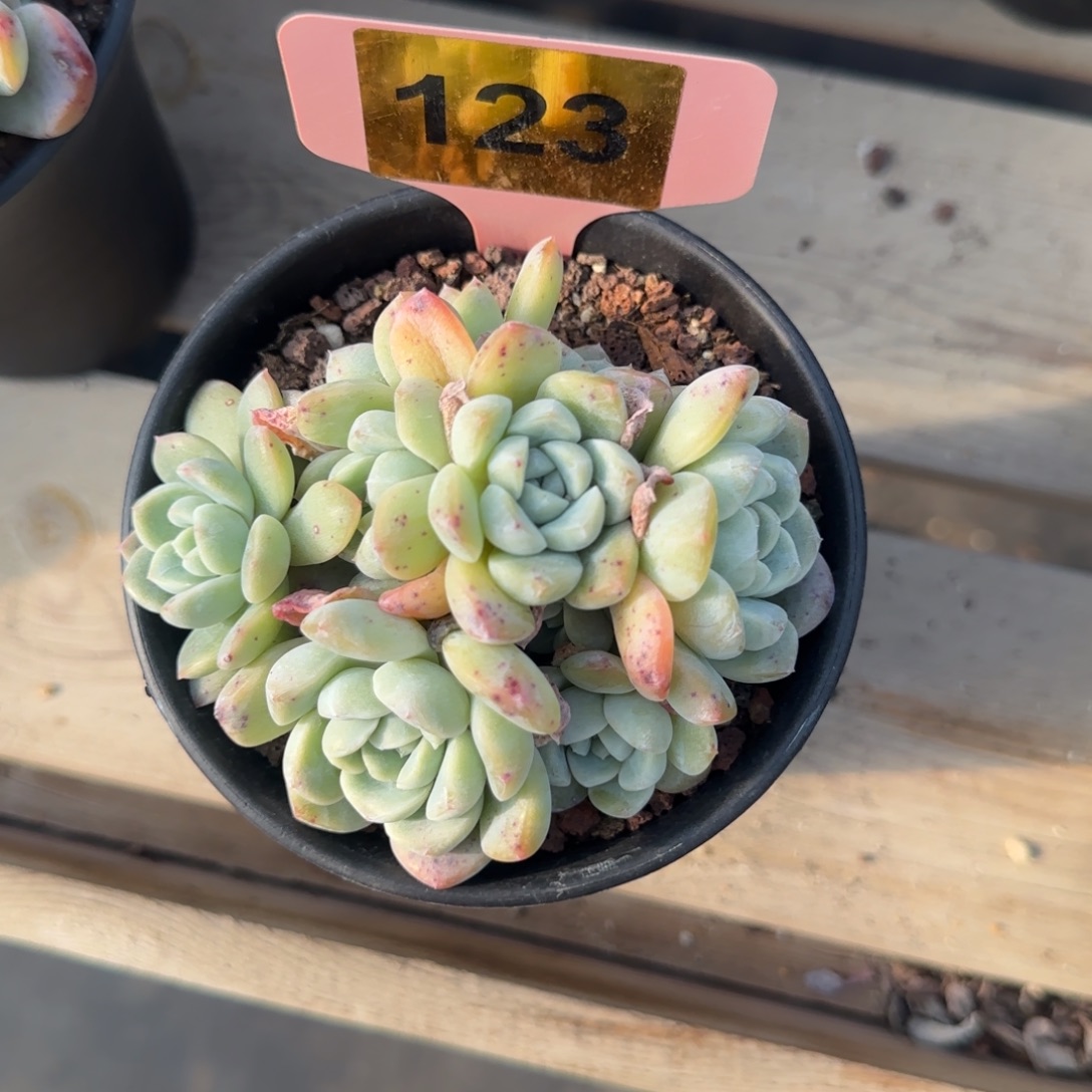 123号冰玉9头无砍