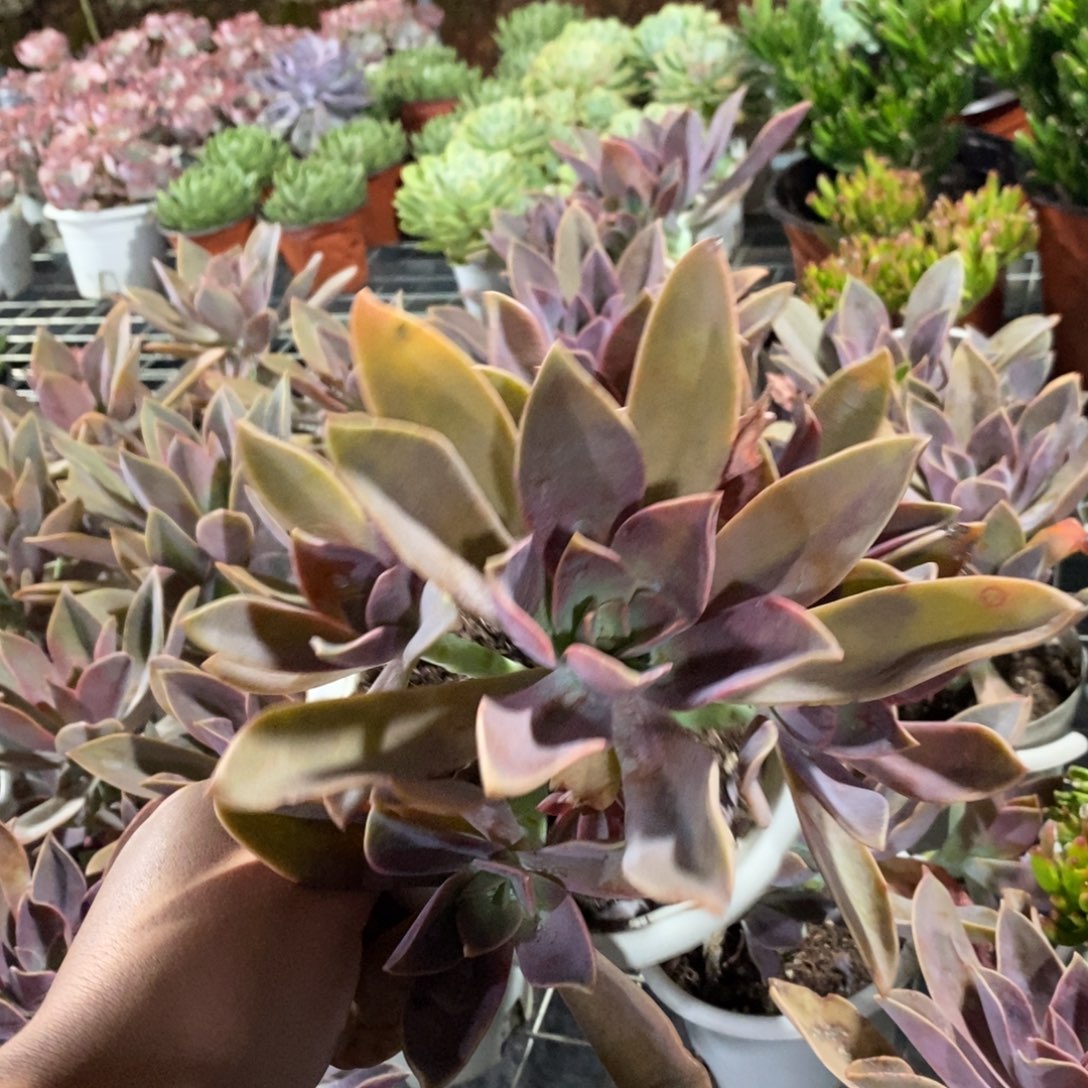 太妃糖群生整装老桩