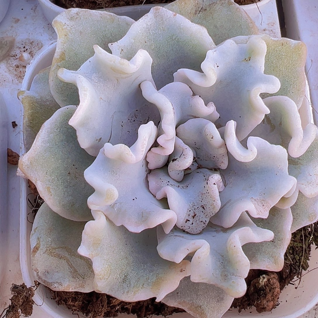 白饺子皮19包邮多肉