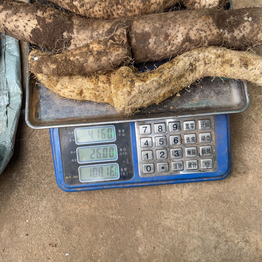 中国大陆其他根茎蔬菜根茎蔬菜