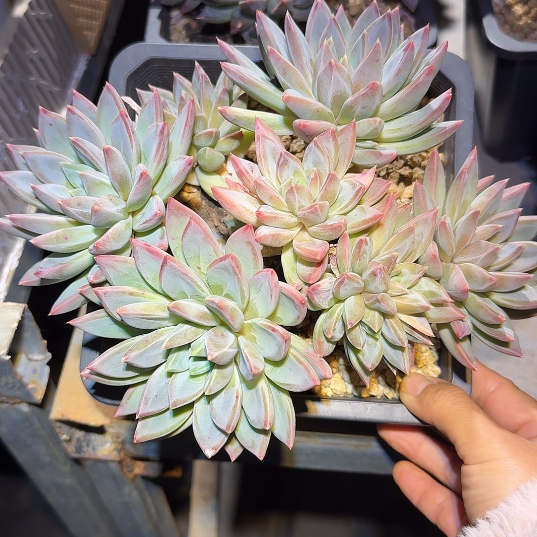 红蛋美人整无砍老桩