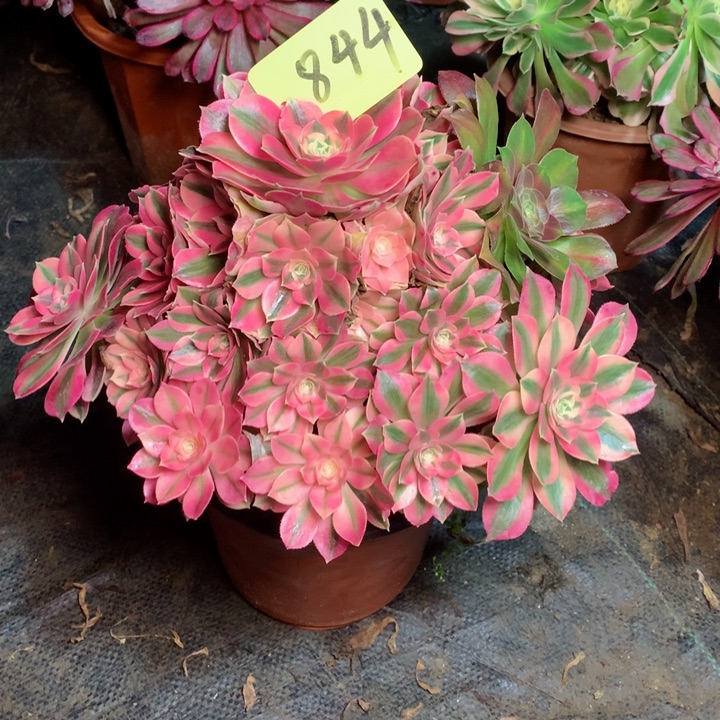 844粉女巫多肉111111