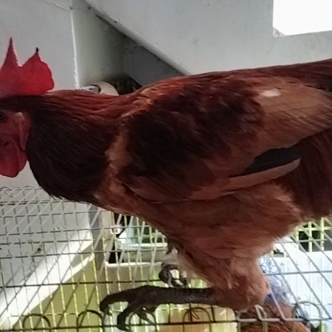 2天中国大陆贵州土鸡