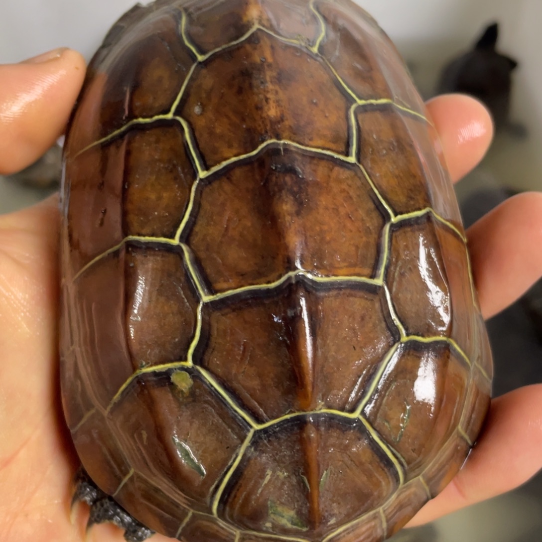 苏北金线路上草龟