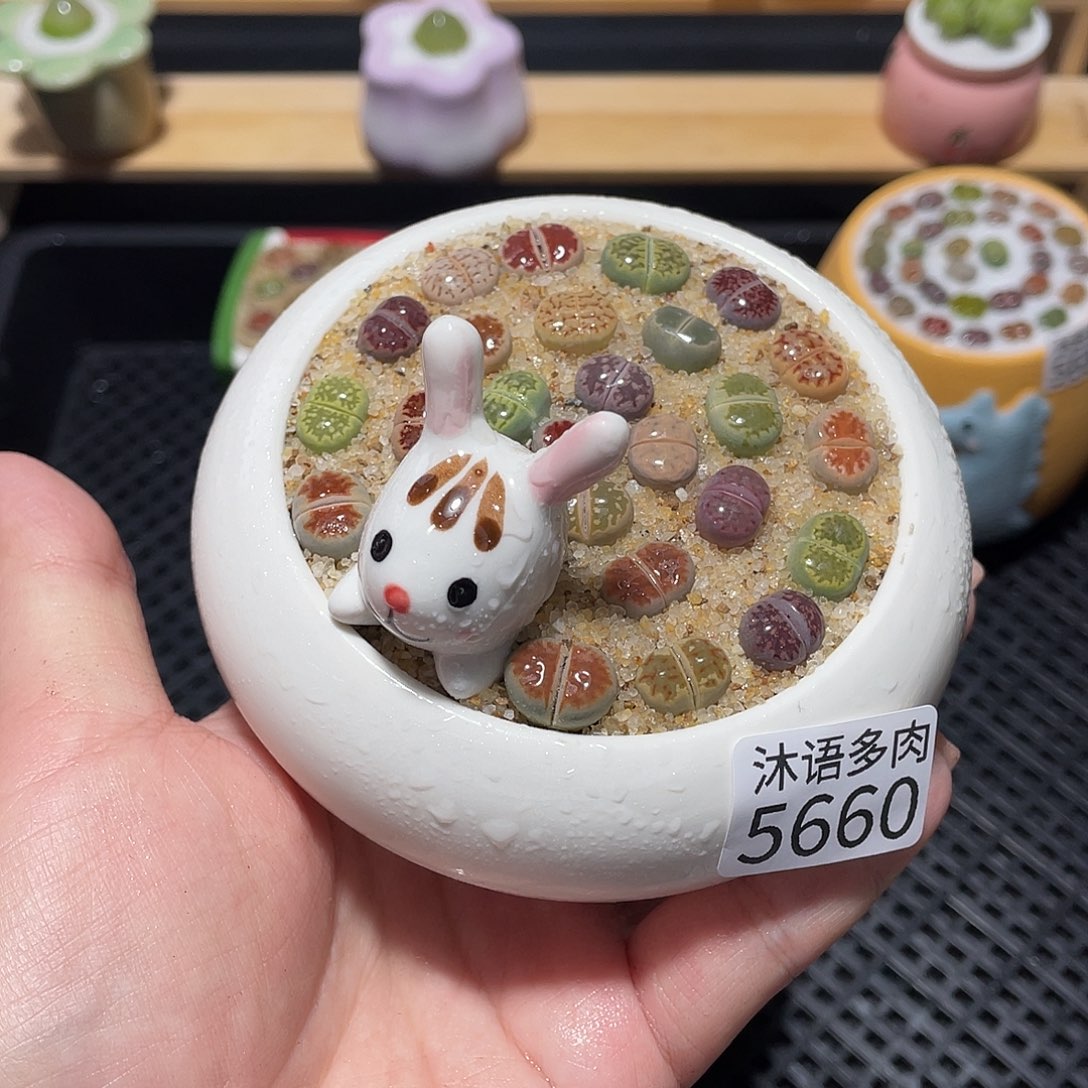 带盆土植物 一物一拍5660