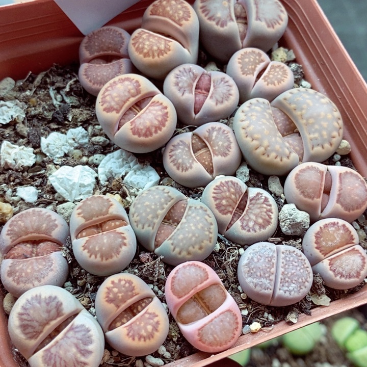 我是一只小小鸟地域鬼的569