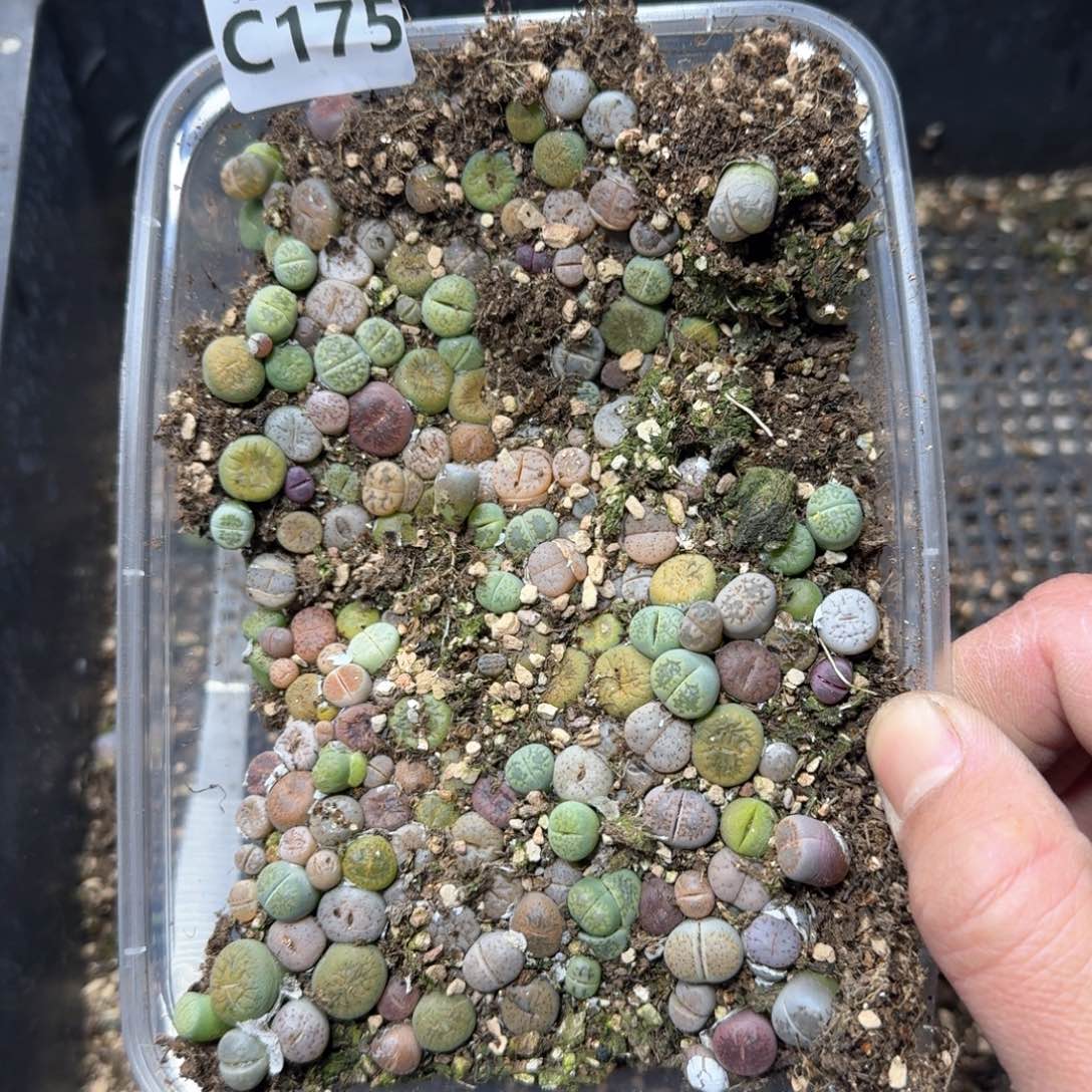 C175。彩混合一大盒