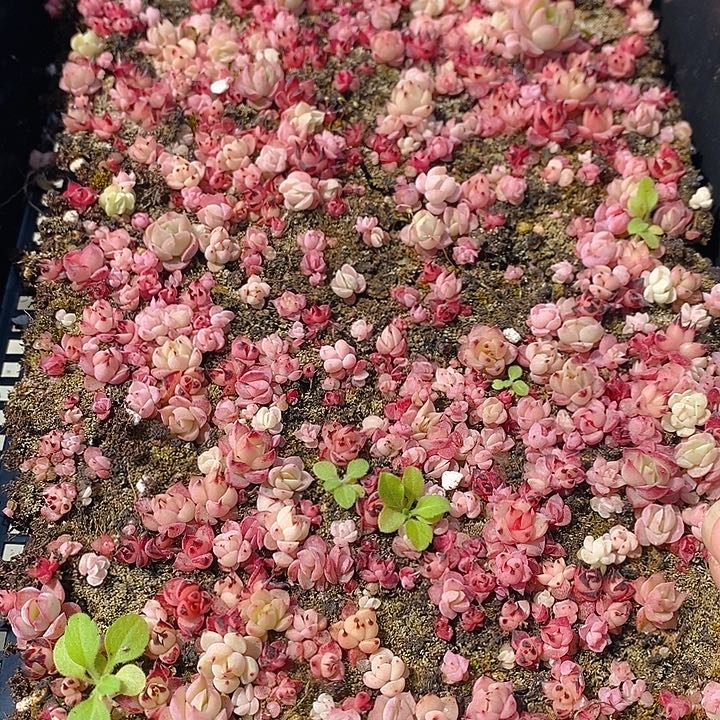 119 多肉植物盆栽花卉植物