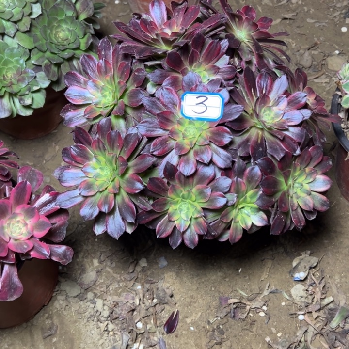 多肉植物安娜法师3