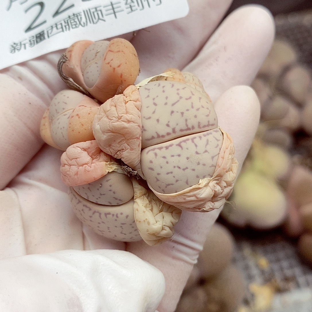 我会把他当成他爱放我223