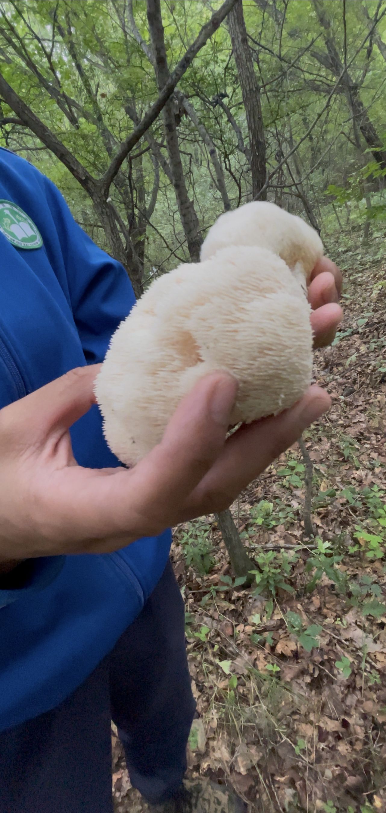 吉林长白山高山猴头菇营养丰富适合煲汤炖菜