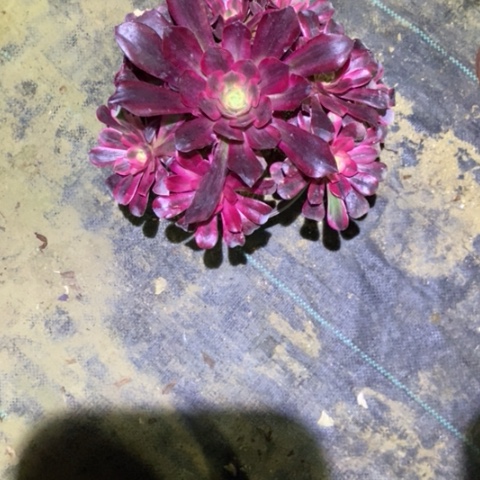 美杜莎16多肉植物法师