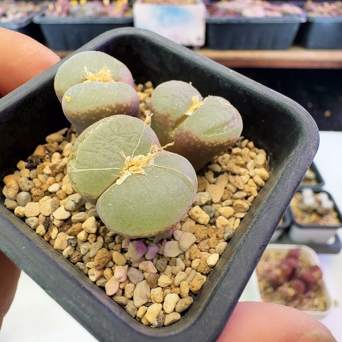 爱***猫多肉植物默认脱土发44