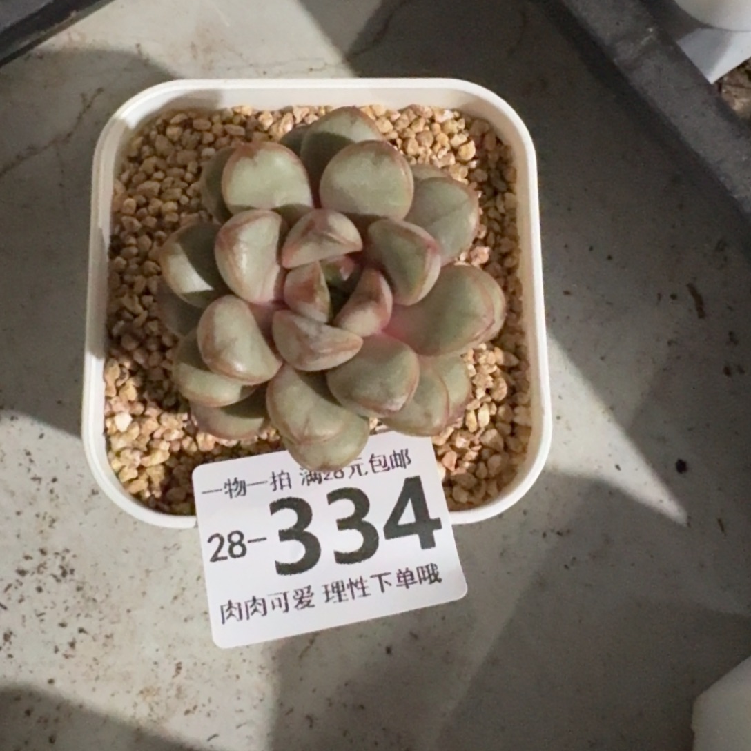 了***士葡萄无盆土发货无