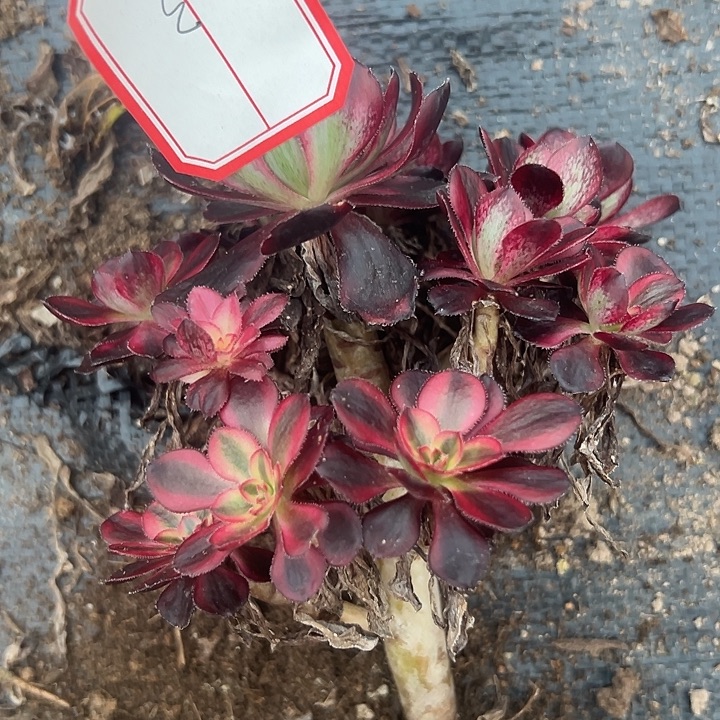 陌****法师锦好好看呀23