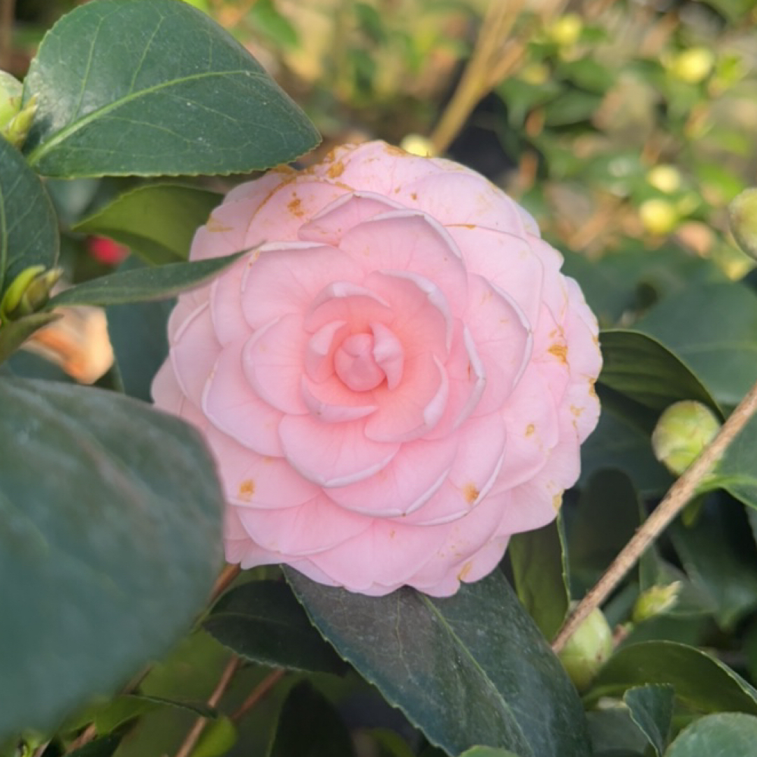 （花间灼见）宫粉茶花，纯粉色系精致耐看南北方可养护