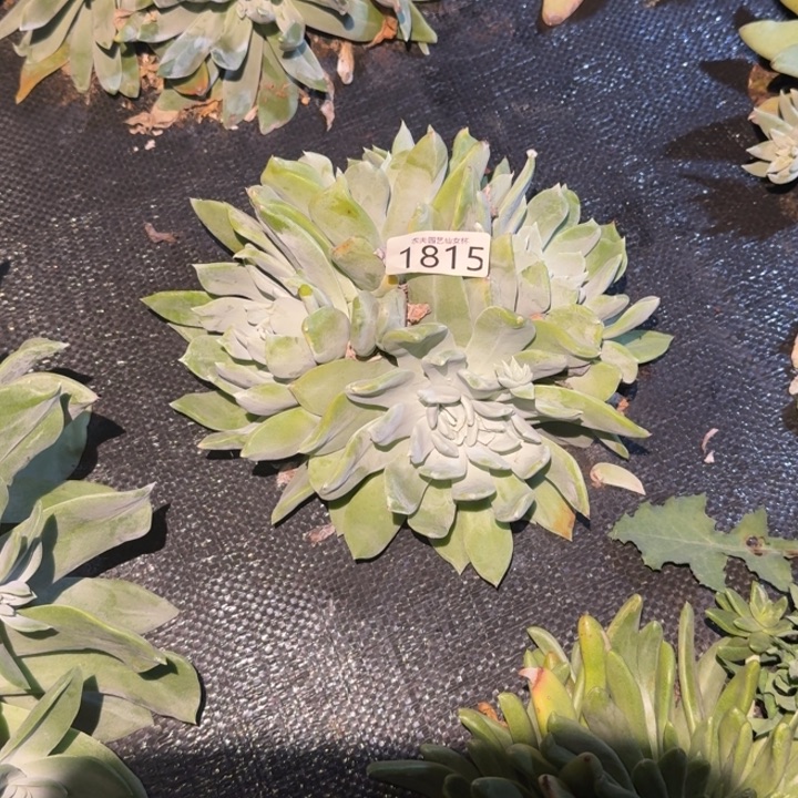 3代杂交仙女杯多肉福利