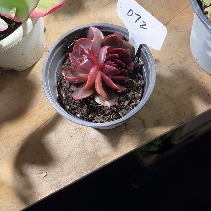 周***周00000000000000000072