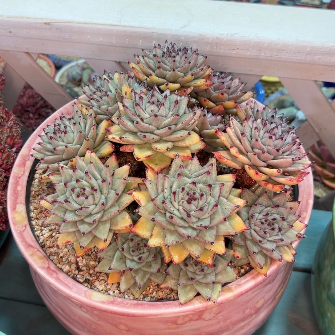 美国玛丽亚多肉一物一拍0215-