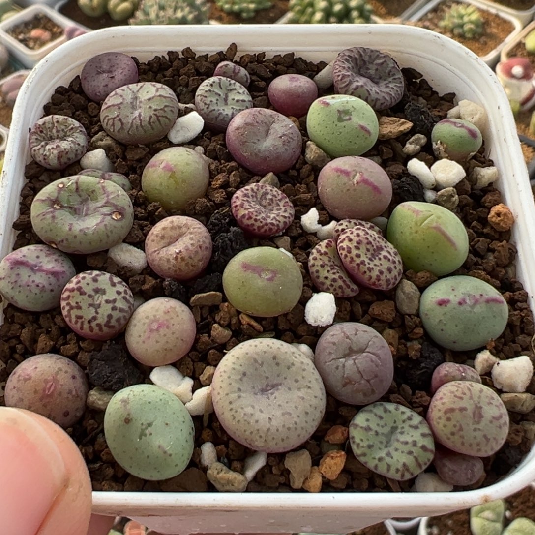 841多肉植物种类多样