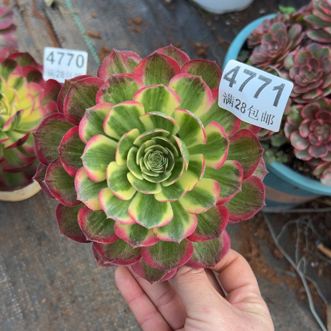 多肉植物4771海王