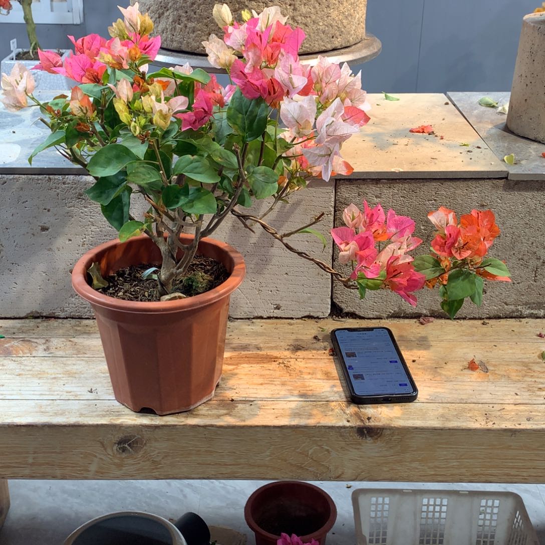 大量花朵（建议范围：8朵-15朵 或40%以上）