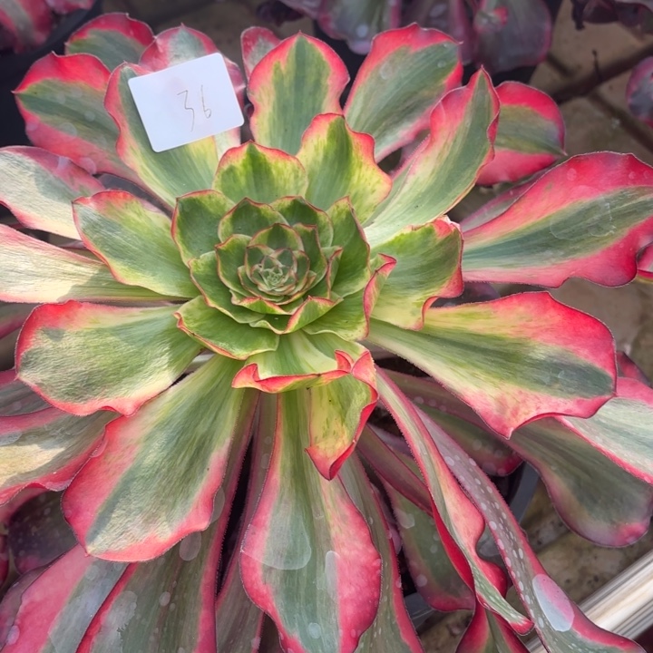 云南巫毒白好看36号