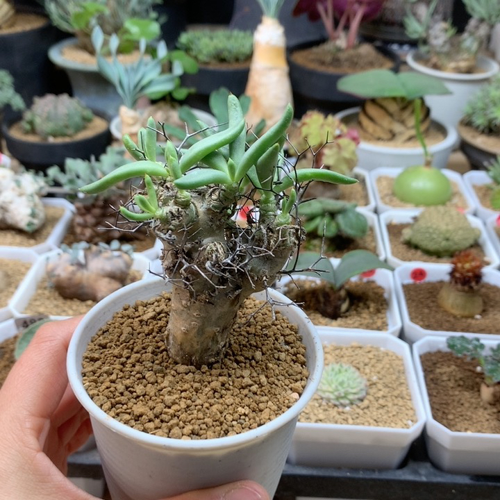 钢丝球万物想多肉带盆