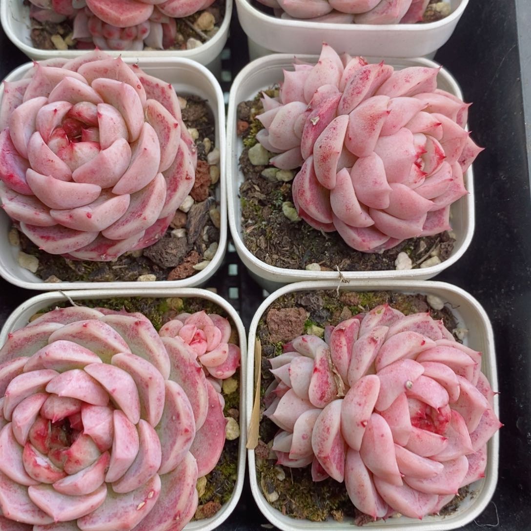 2-460 新疆西藏内蒙不发其他一单包邮两到三公分多肉