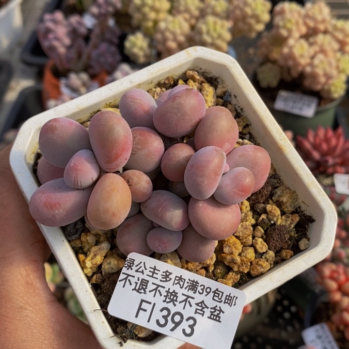 腰子桃蛋7cm393多肉植物