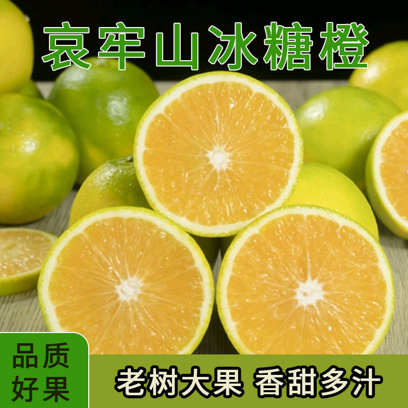 【老树冰糖橙】哀牢山新鲜冰糖橙青皮水果清甜多汁皮薄肉厚现摘现发