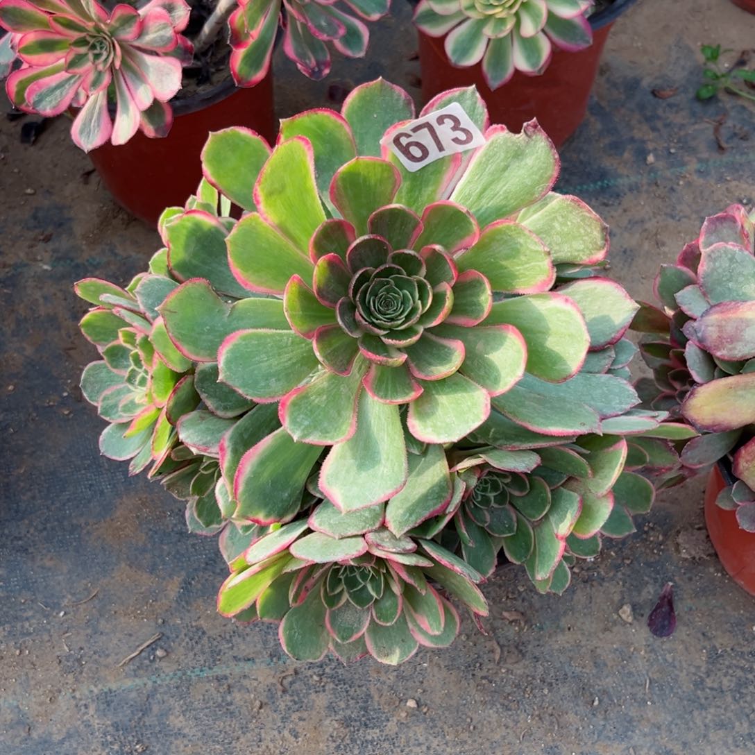 673粉花妖夜宴多肉