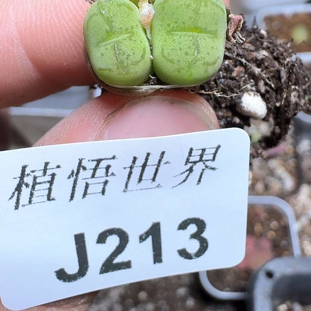 213号多肉植物哇v