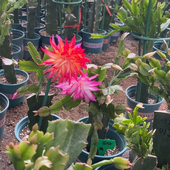 012➕尤利迪两颗脱土发货