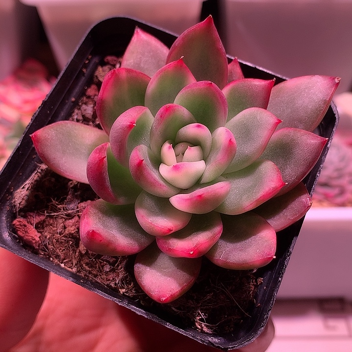 不知名锦锦锦锦锦锦锦