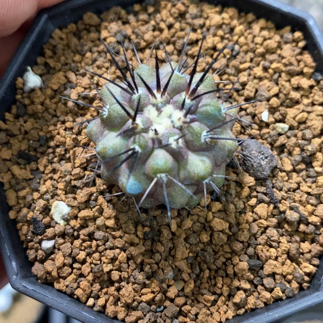 孤品实生优选黑粗刺黑士冠2.5cm仙人球