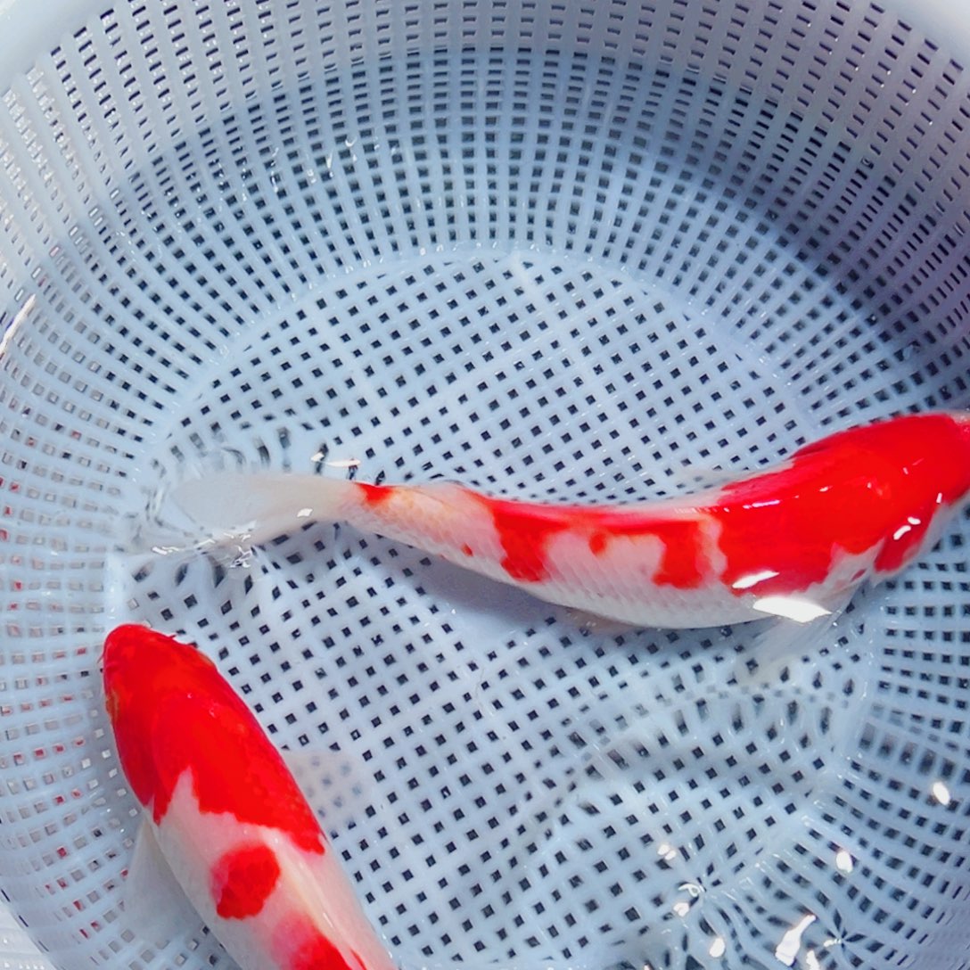 锦鲤锦鲤观赏鱼1111