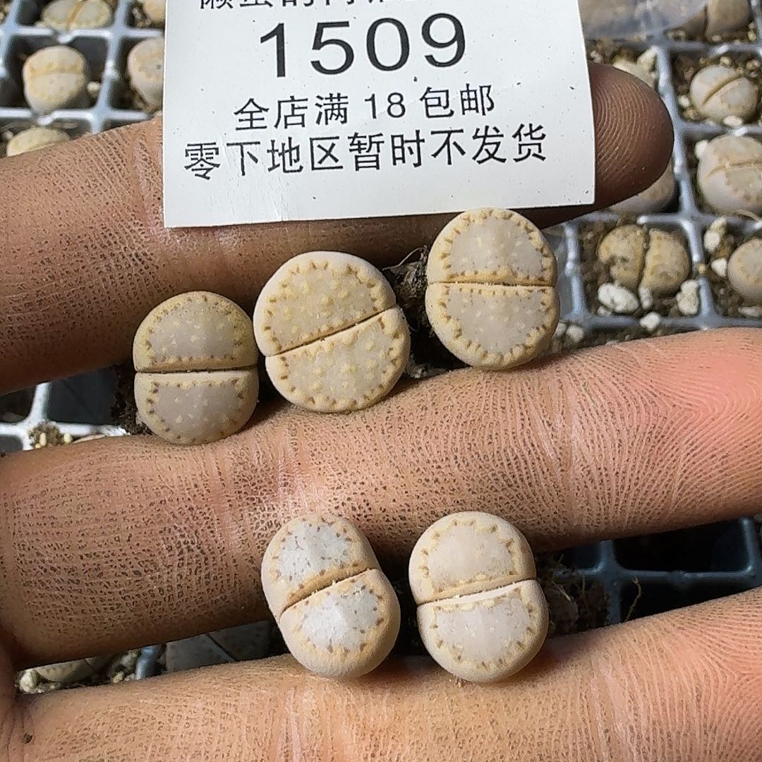 1509 哈哈哈哈哈哈哈哈哈