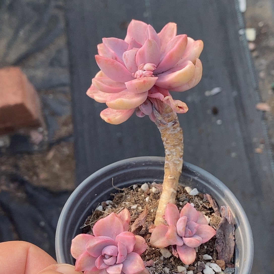 222彩虹糖锦  小方花圃一物一拍