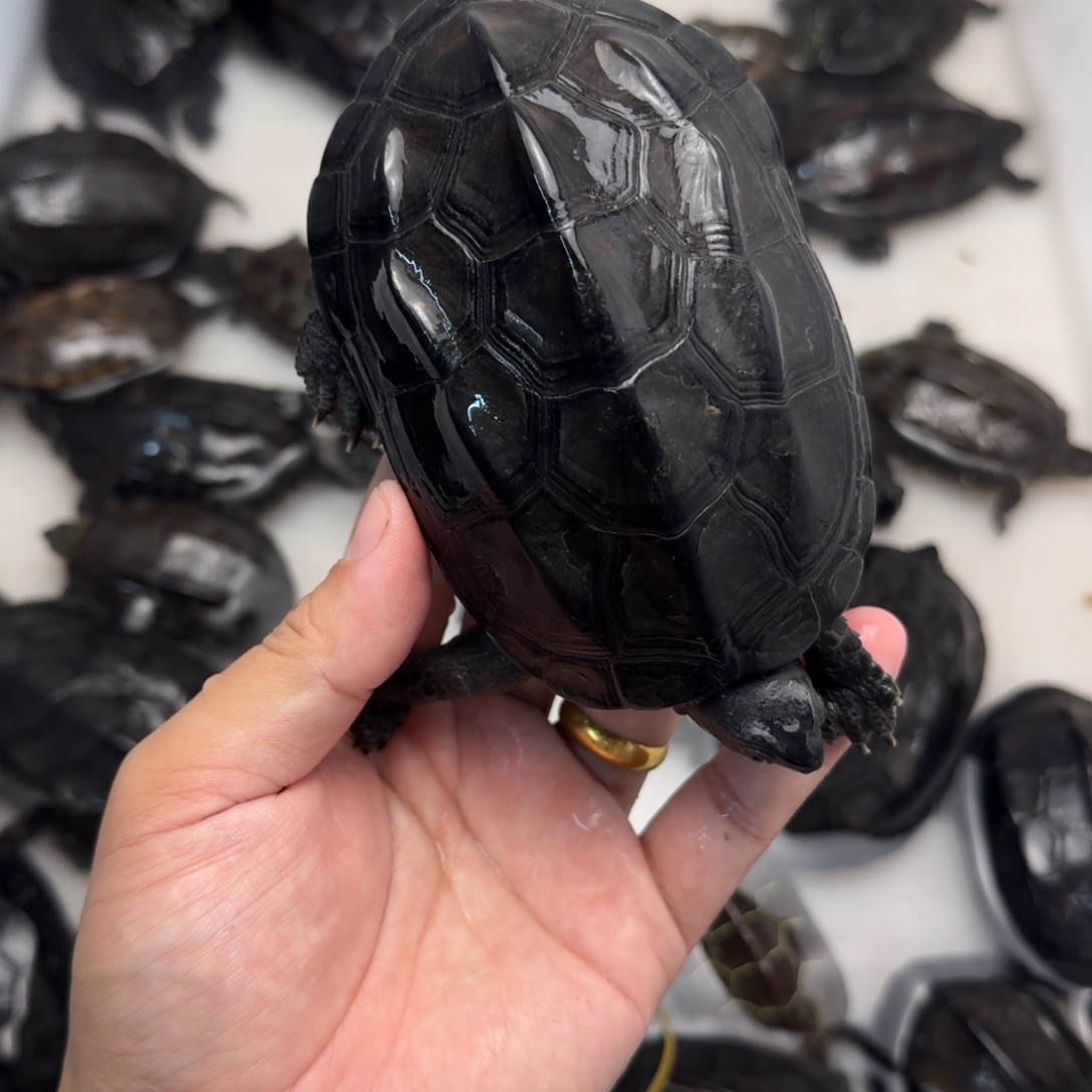 绿毛龟公苏北刀刻纹墨