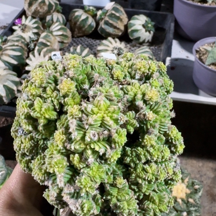 547五星花龙群仙人球