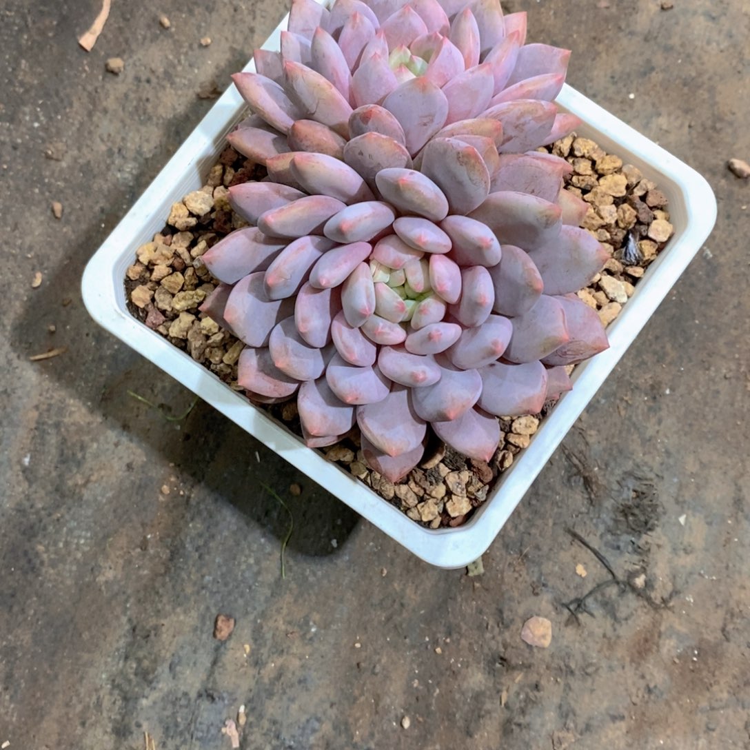 ****猫半多肉植物大群老