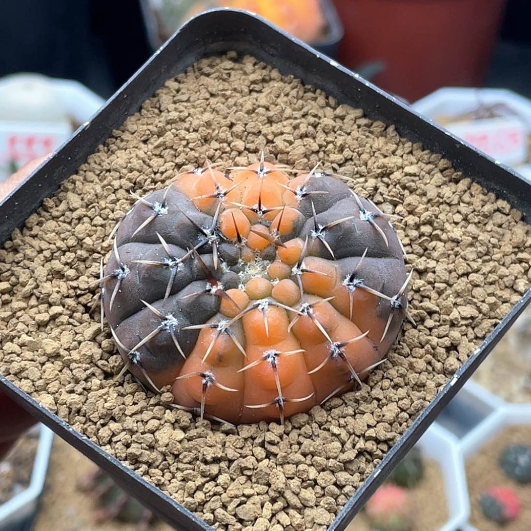 实生短豪刺怪龙丸锦仙人球