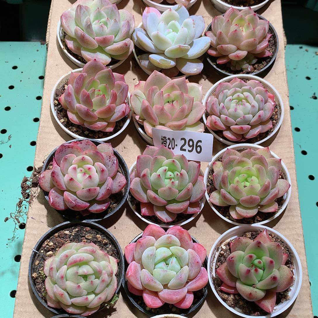 20-296一物一拍带盆18颗