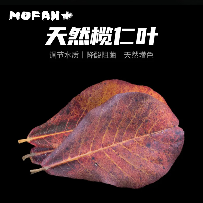 天然榄仁叶鱼缸水质调节降酸斗鱼乌龟热带鱼专用叶