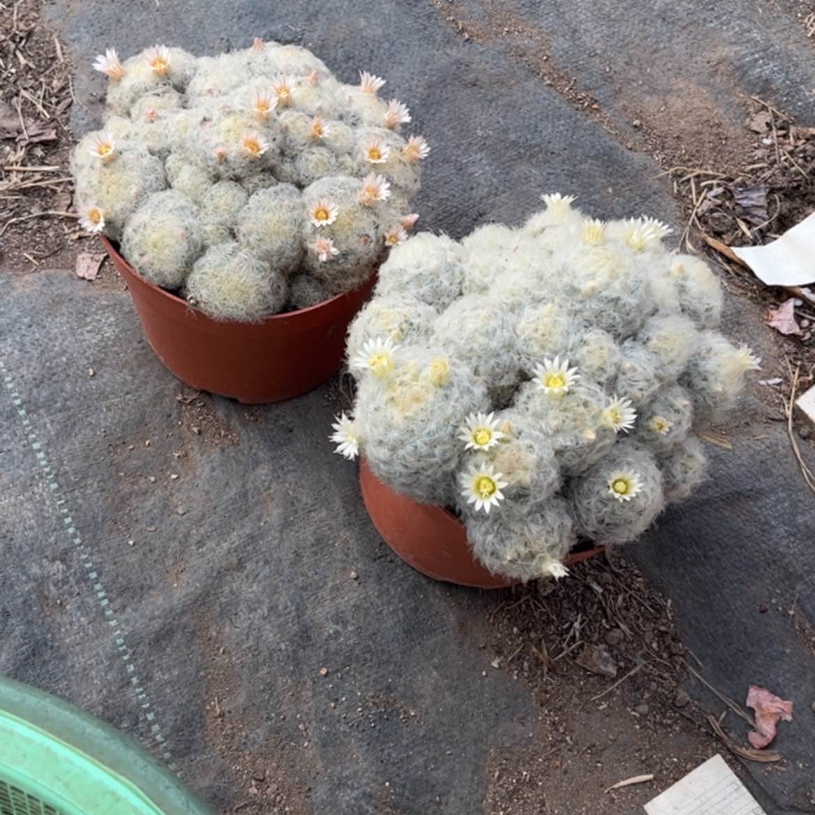 【闪购商品】无花朵蔡***肉