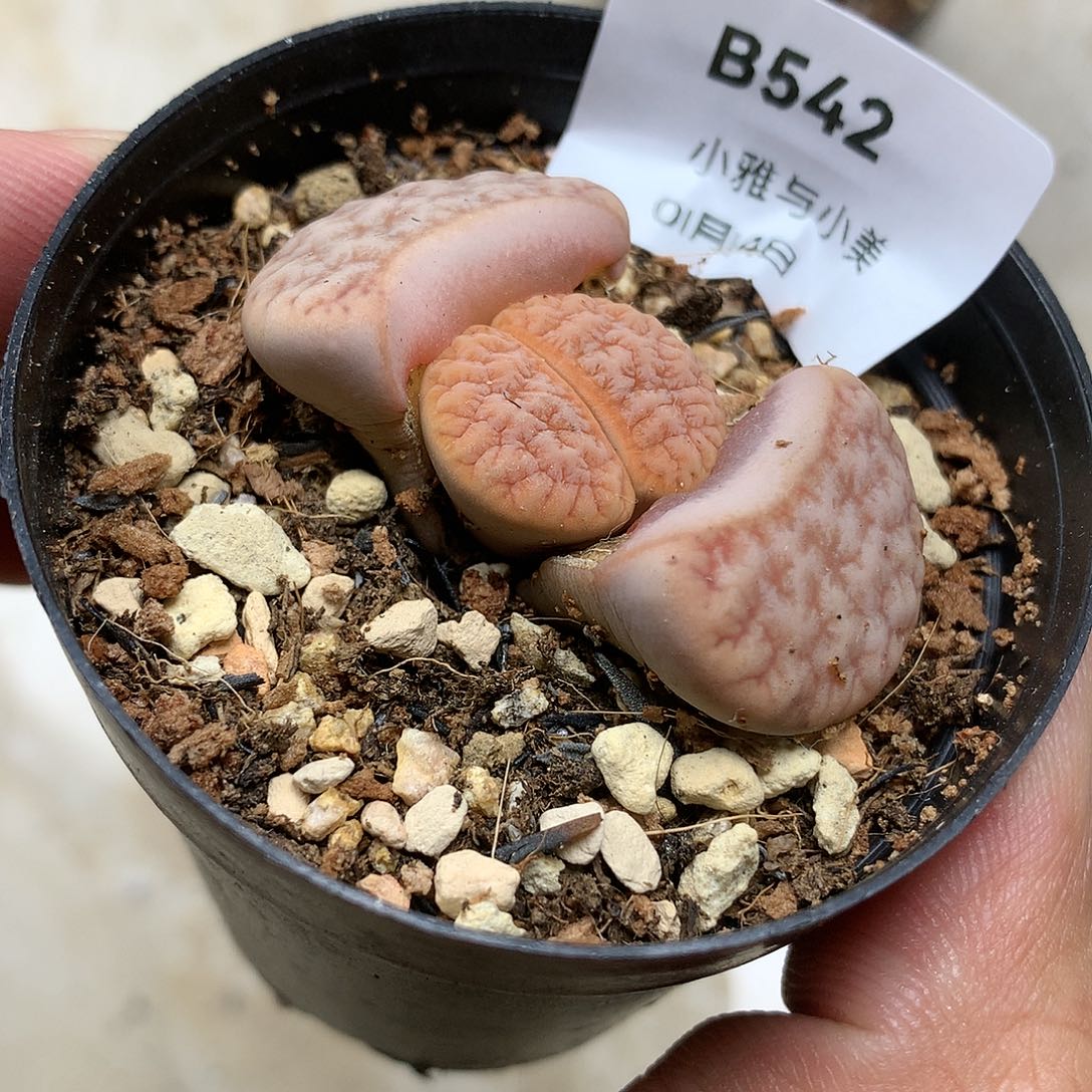 1****6B542多肉植物保护